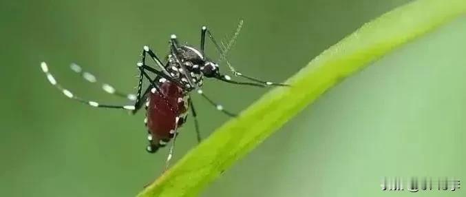 基孔肯雅病毒(Chikungunyavirus,CHIK-V)，属于披膜病毒
