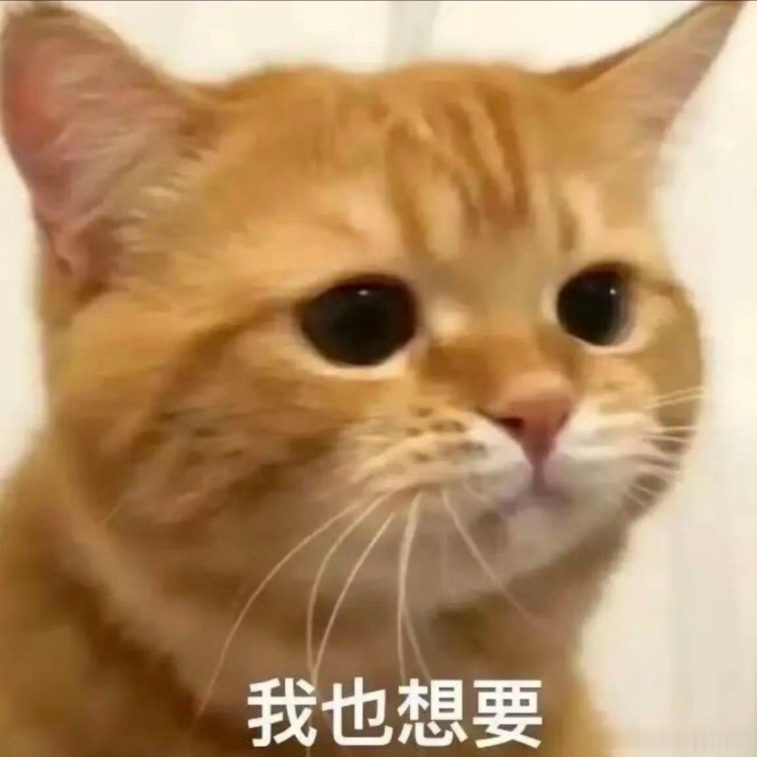 猫咪表情包。