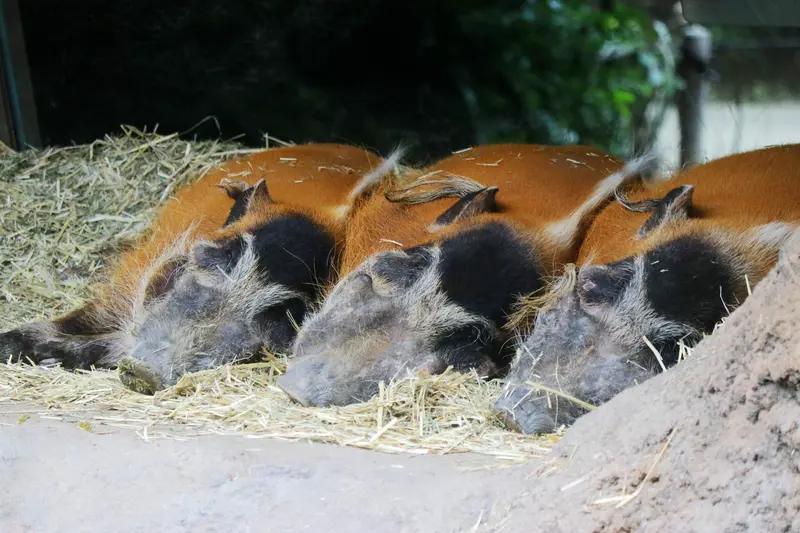 非洲那边的红河猪现在成了大麻烦！足足700万头在农田里乱窜，可当地的人为啥就是不
