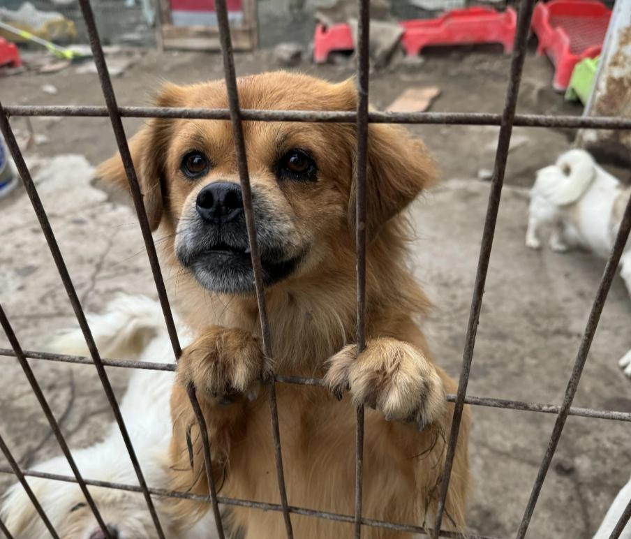 看到一个朋友又在为流浪狗筹款，虽然为她的善心挺感动的，但是，也有隐忧！初心是
