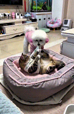 恁瞅瞅俺家这只狗子，真是护窝狂魔哩！猫咪占了它哩专属窝，四仰八叉哩睡得香，它瞅见
