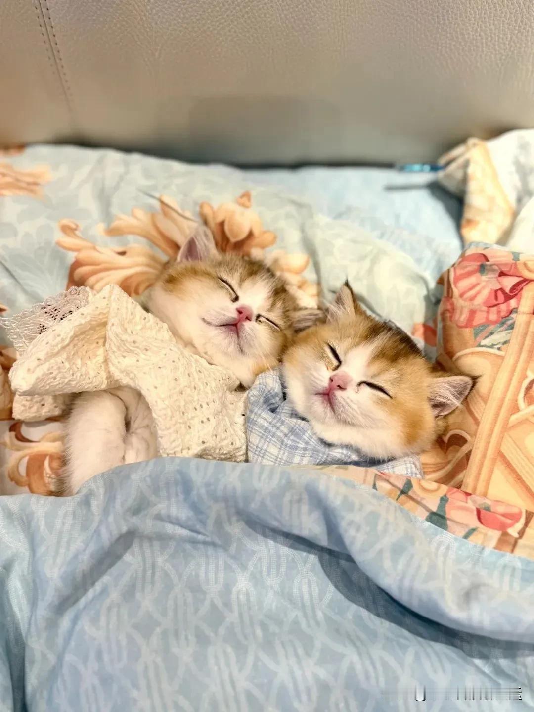 🎉2025年8月25日事业运势第一名生肖猪96%第二名生肖羊91%第三名