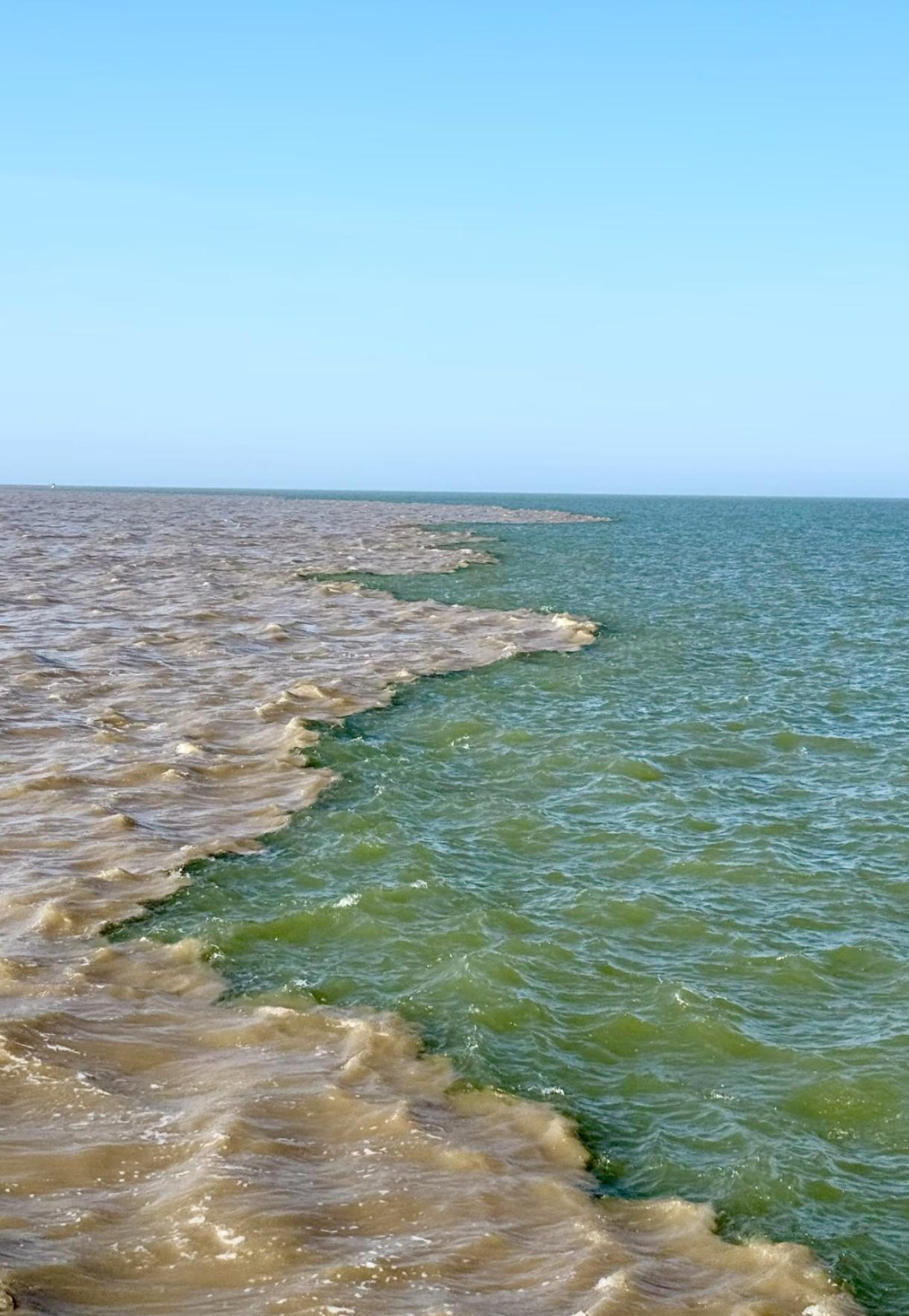 长江黄河的淡水鱼，每年都有数十亿条被冲入大海，有的一脚踏入高盐海水，只能面临死亡