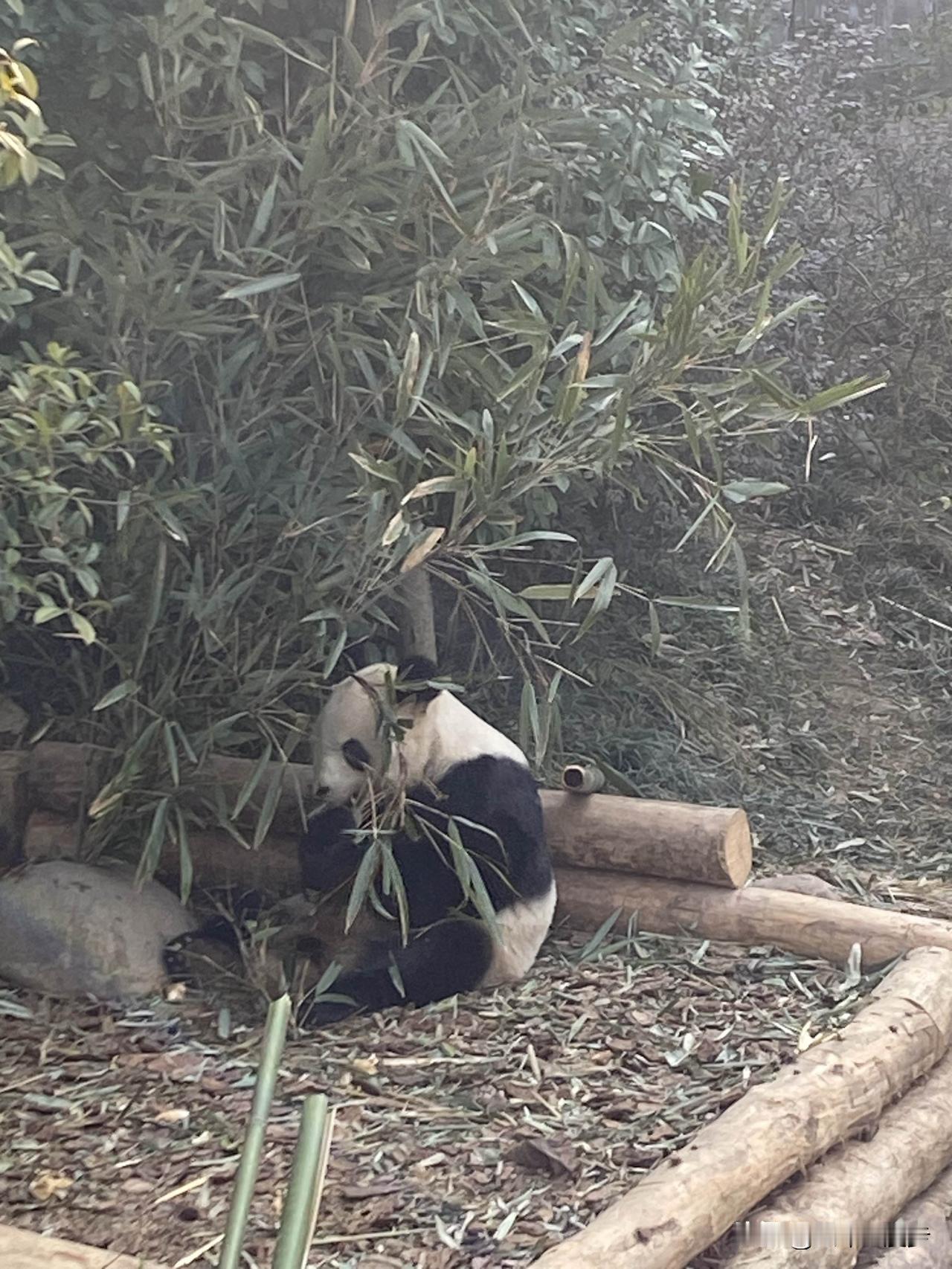 跟大家分享我这周遇到的趣事：中午我到了成都大熊猫繁育基地，结果一只熊猫都没见到