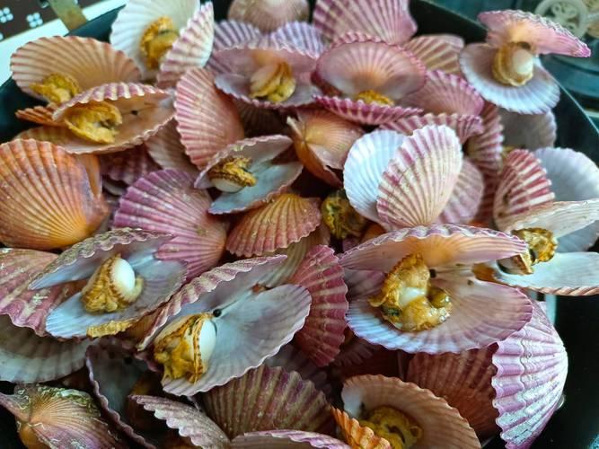 逛海鲜市场时，哪怕摊位老板把日本进口扇贝吹得天花乱坠，价格压到低于国产货，我也会