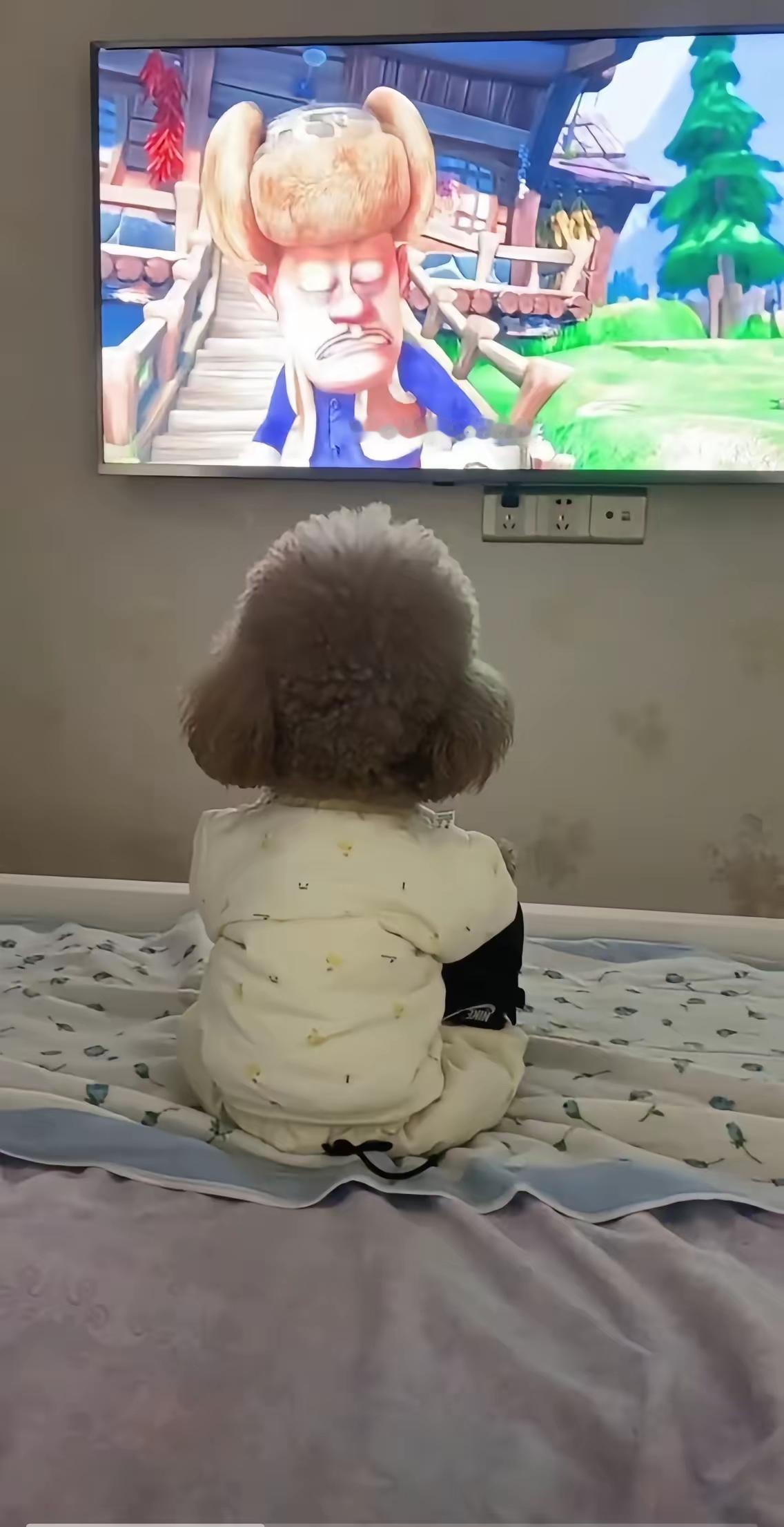 山东这狗成精了？主人睡成猪，它通宵追完了一整夜电视！真要被山东这只狗子笑不