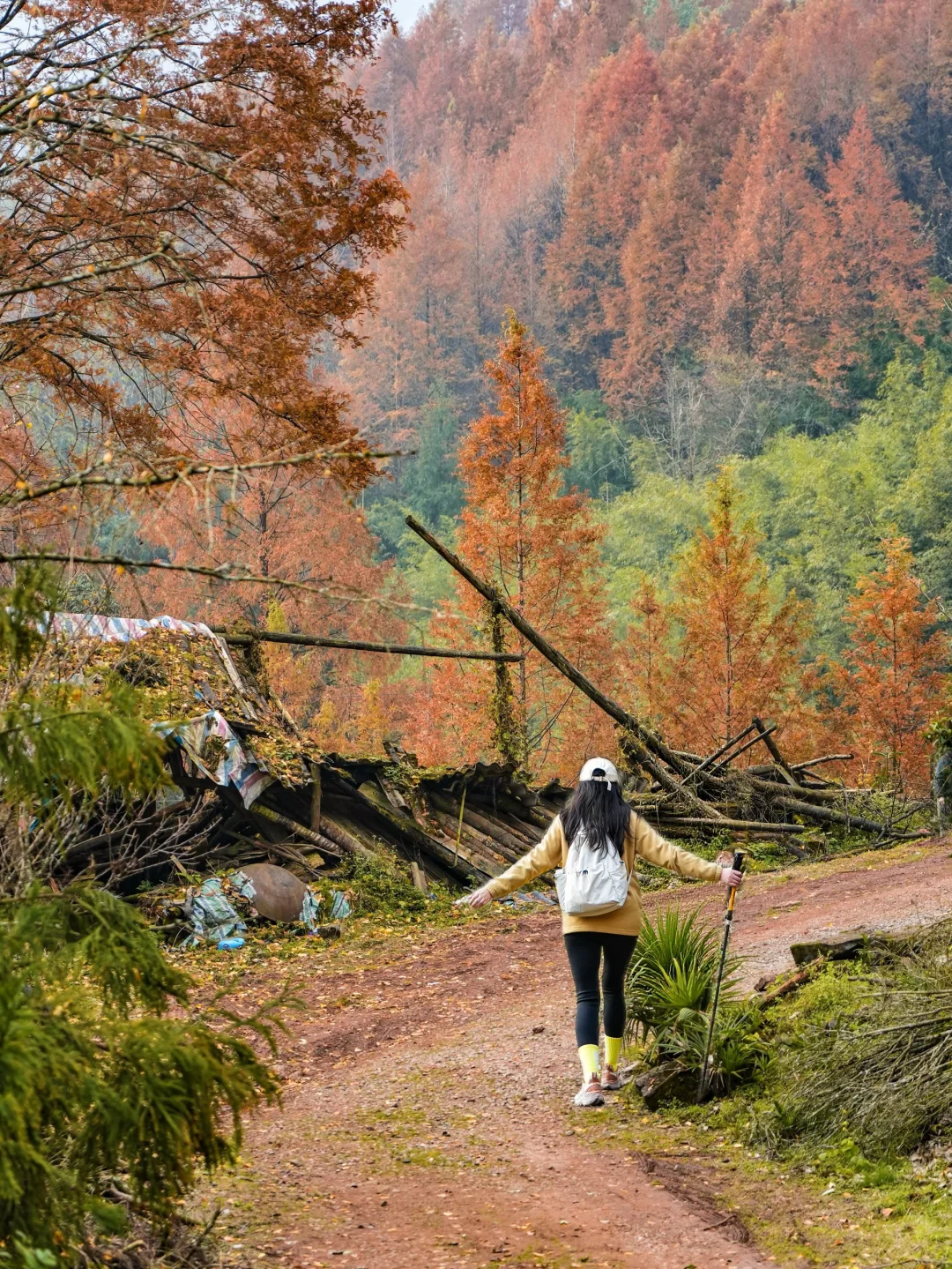 🍁当天往返！免费🆓徒步赏彩林！附实用攻略❗️