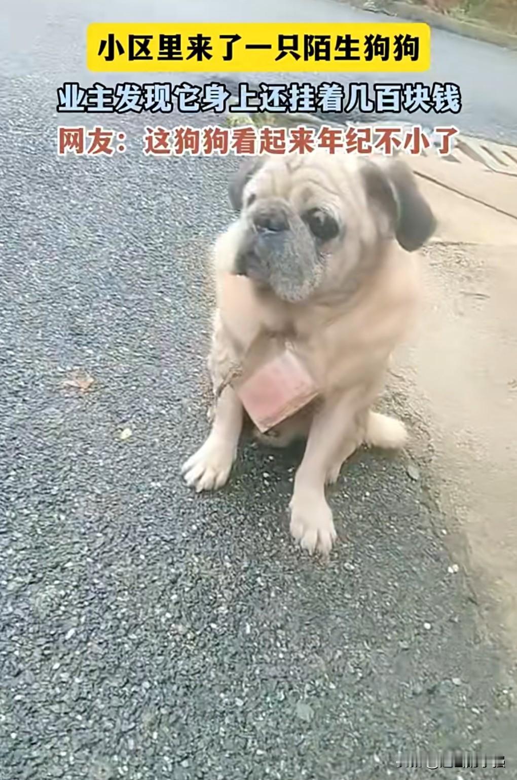 这是真的还是假的呀？希望不是摆拍。近日（报道）。老狗身挂几百元在小区求收养