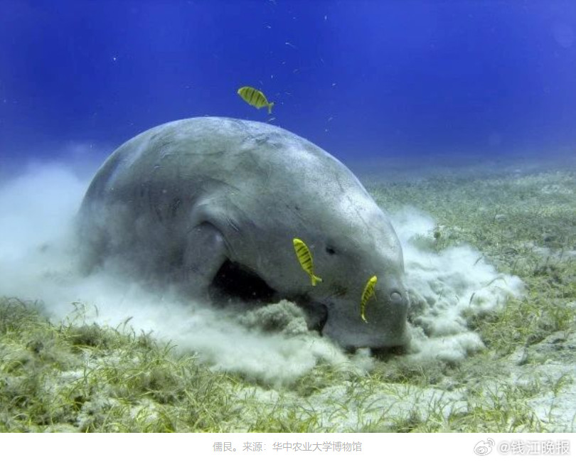 #湛江海滩发现疑似儒艮尸体实为江豚#【广东湛江一海滩发现疑似儒艮尸体引关注，当地