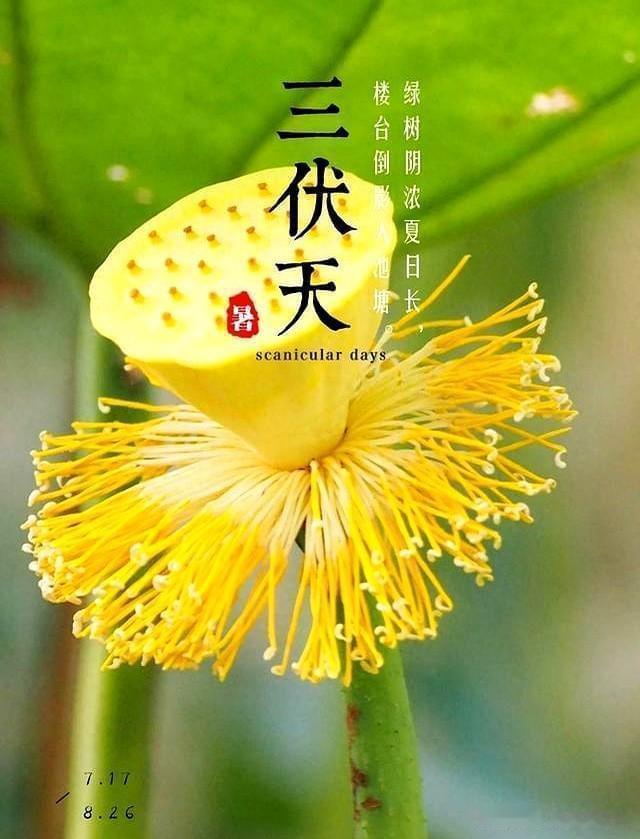 三伏天究竟有多长？三伏天的时长并非固定，有30天的，也有40天的