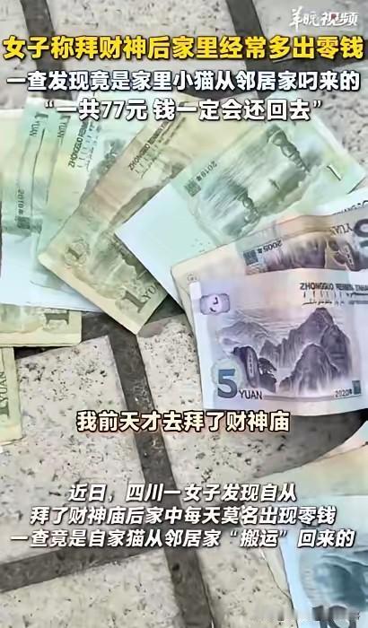 这只小猫也太可爱了，简直是现实版招财猫成精，还自带“送货上门”四川一猫咪偷