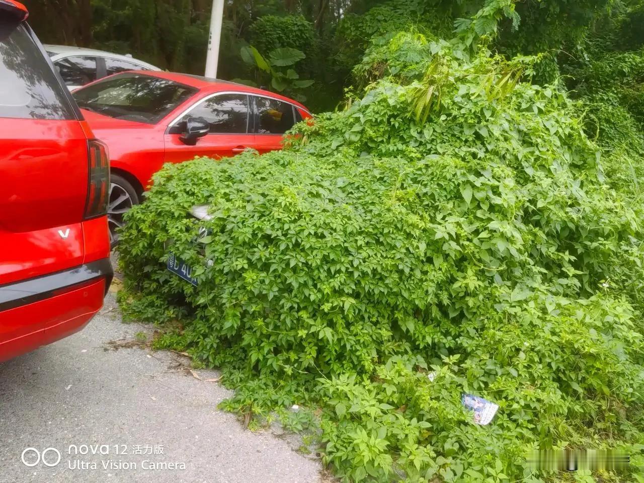 僵尸王车！奇了怪了，深圳停车费一个月两三百的到处都是。即使一年两箱油，租个郊区的
