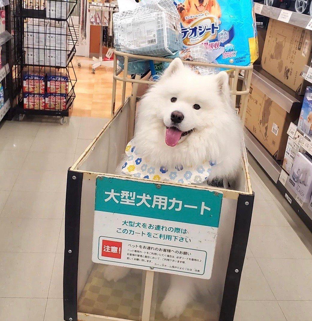 第一次逛超市的萨摩耶​​​