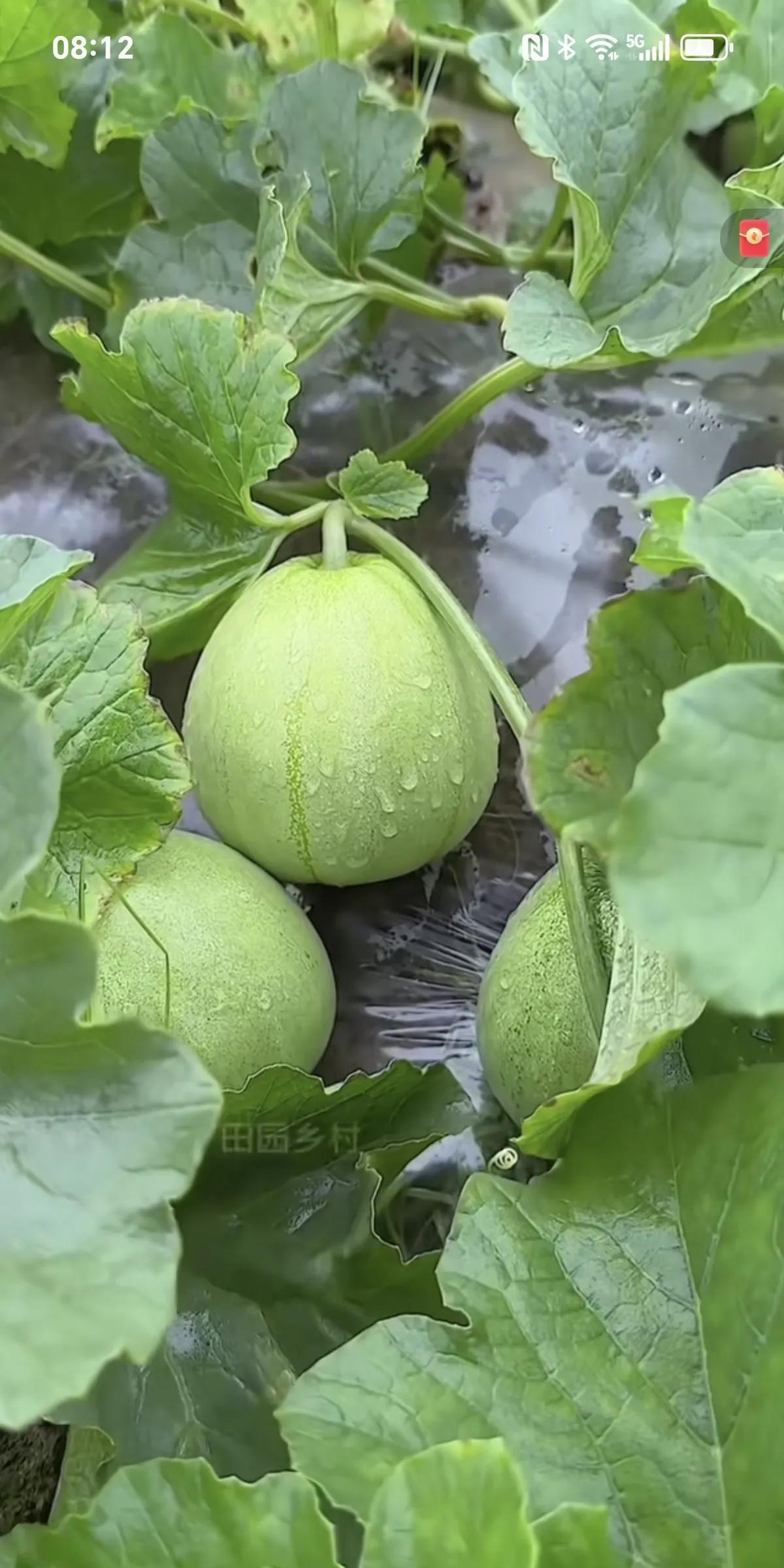 前夫哥喝酒喝到妻离子散，喝酒喝到残废。前天从前婆婆嘴里知道，这样的人竟然领了低保