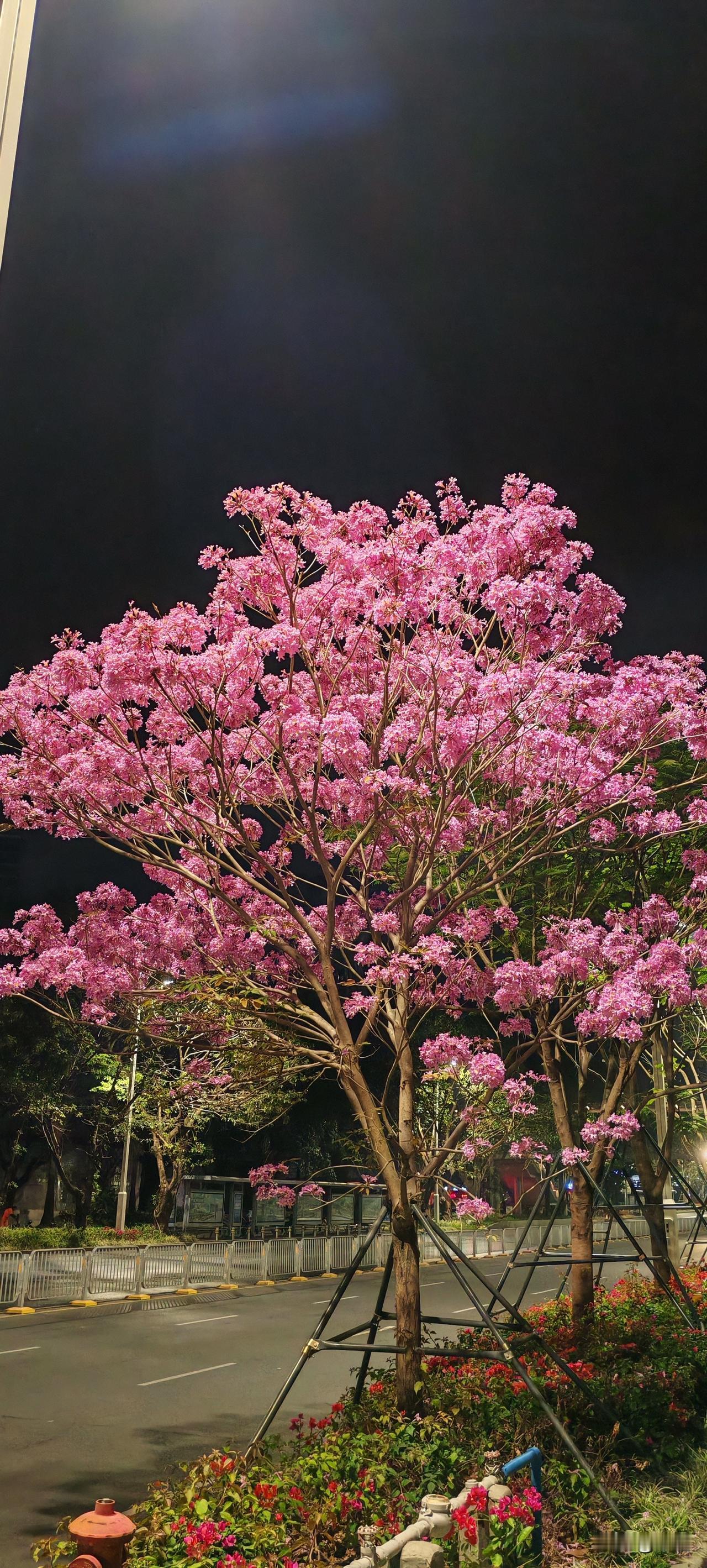 现在评论里都有这句话，豆包这是真的吗？直到我看到这句话，头孢这是真的吗？原谅
