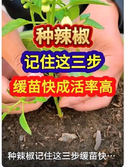 辣椒种植小技巧，新手也能种满枝春天正是种辣椒的好时节，简单几步就能长势旺、
