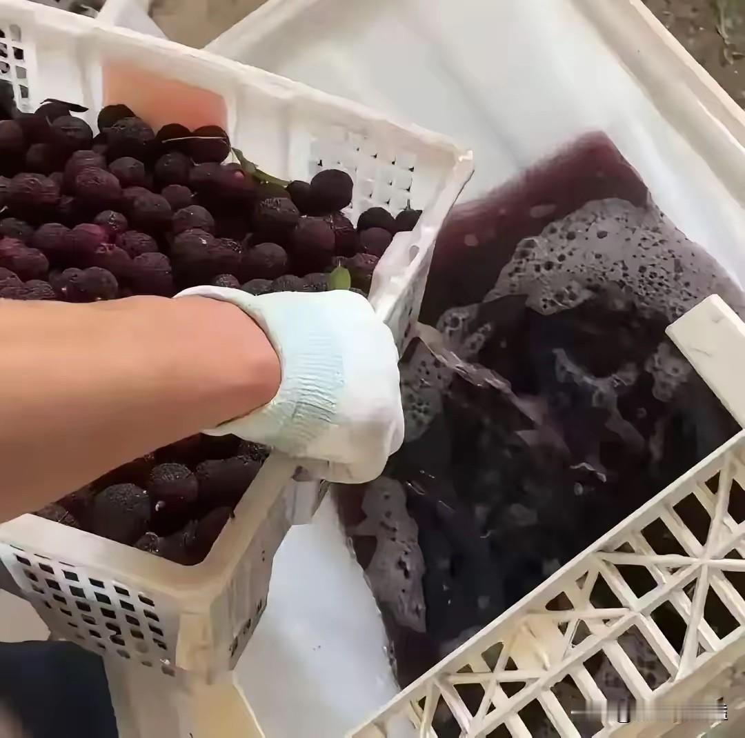 药水泡杨梅的黑心商户，说了一句特别精彩的话。他说：你要是曝光我，比我害人更可恶