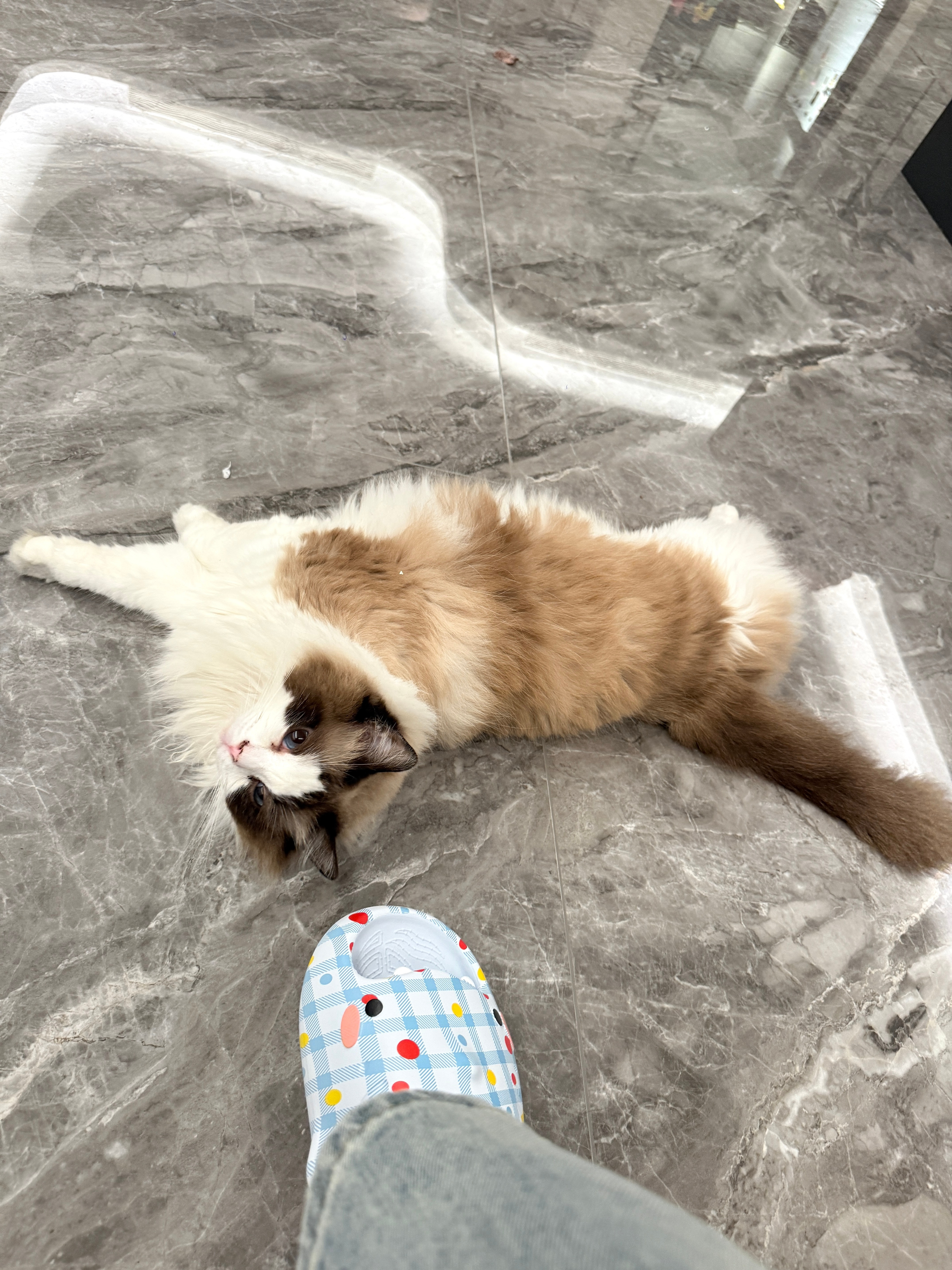 狗调戏猫猫在我脚下打狗你们的纠纷误伤到我算怎么个事[微笑]！？心情语录​​