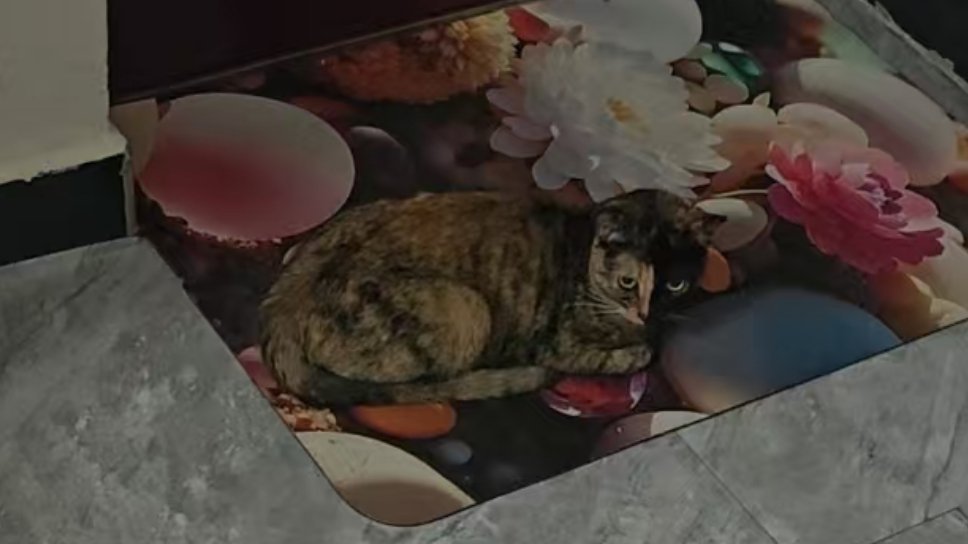老妈的垫子我的猫​​​