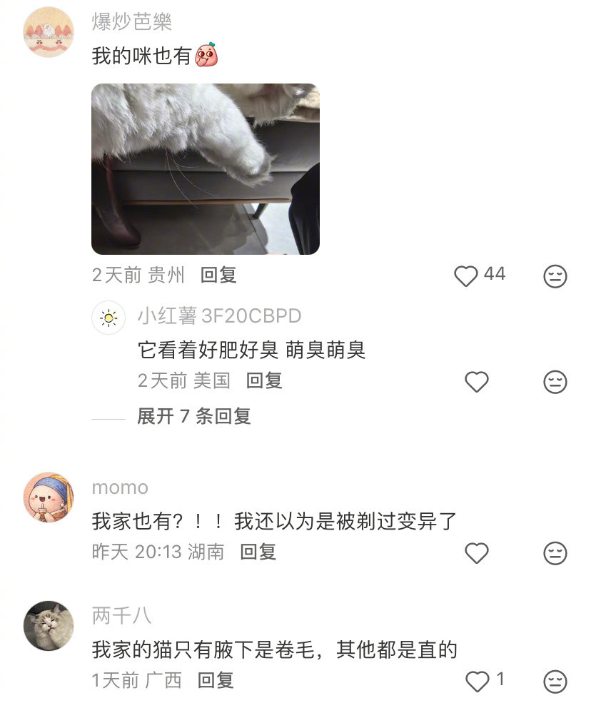 猫咪竟然还有腋毛，我说我们家小猫那里怎么长的不一样动物奇遇记