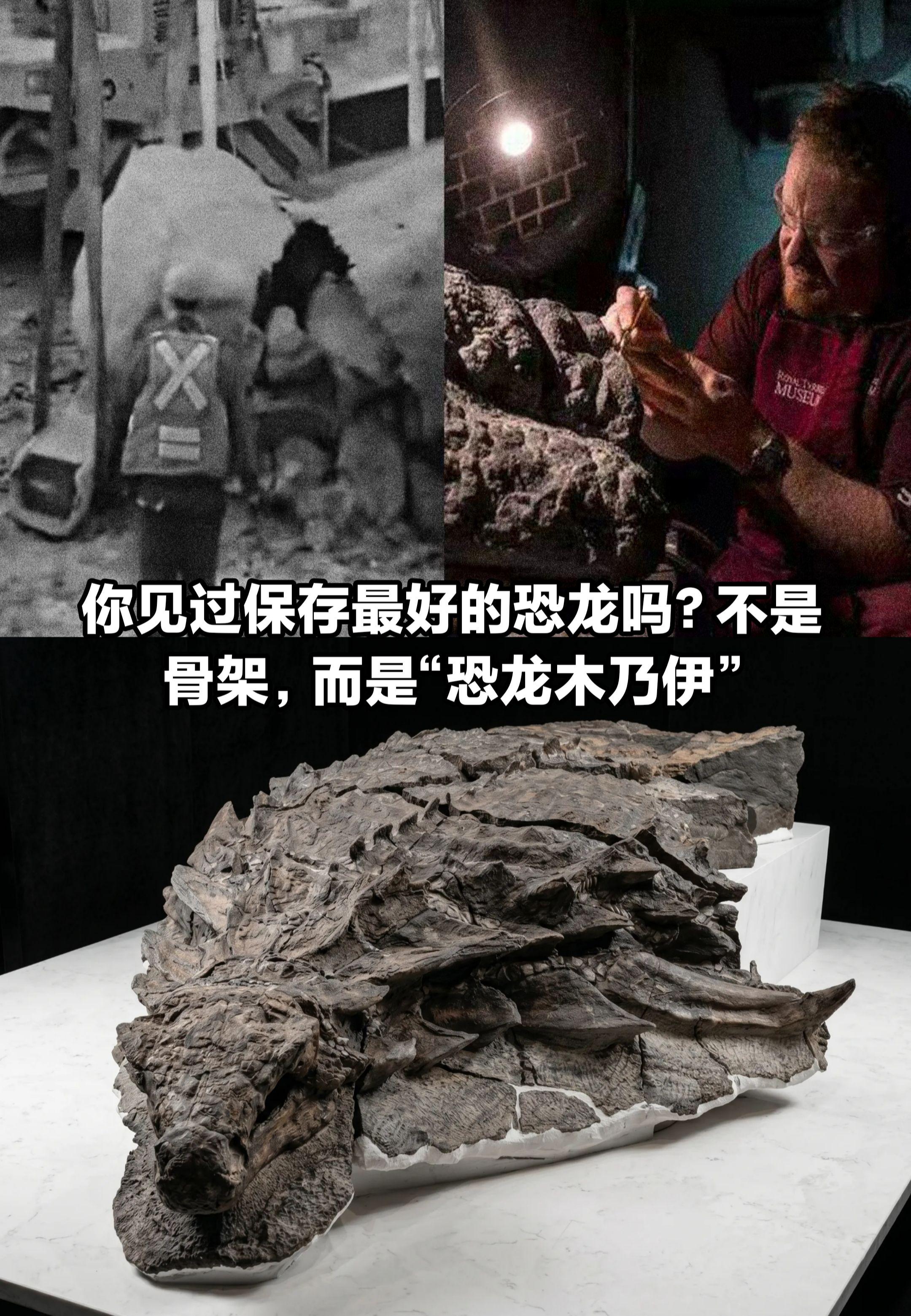 你见过世界上保存最好的恐龙吗？