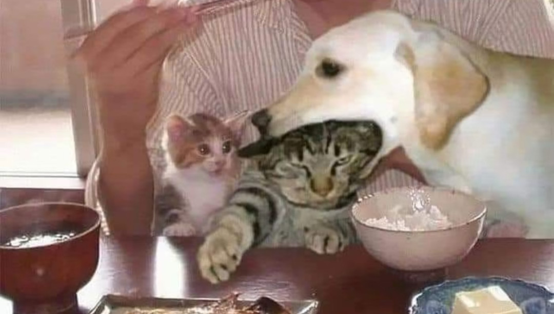 存一期可爱的猫咪iPad壁纸