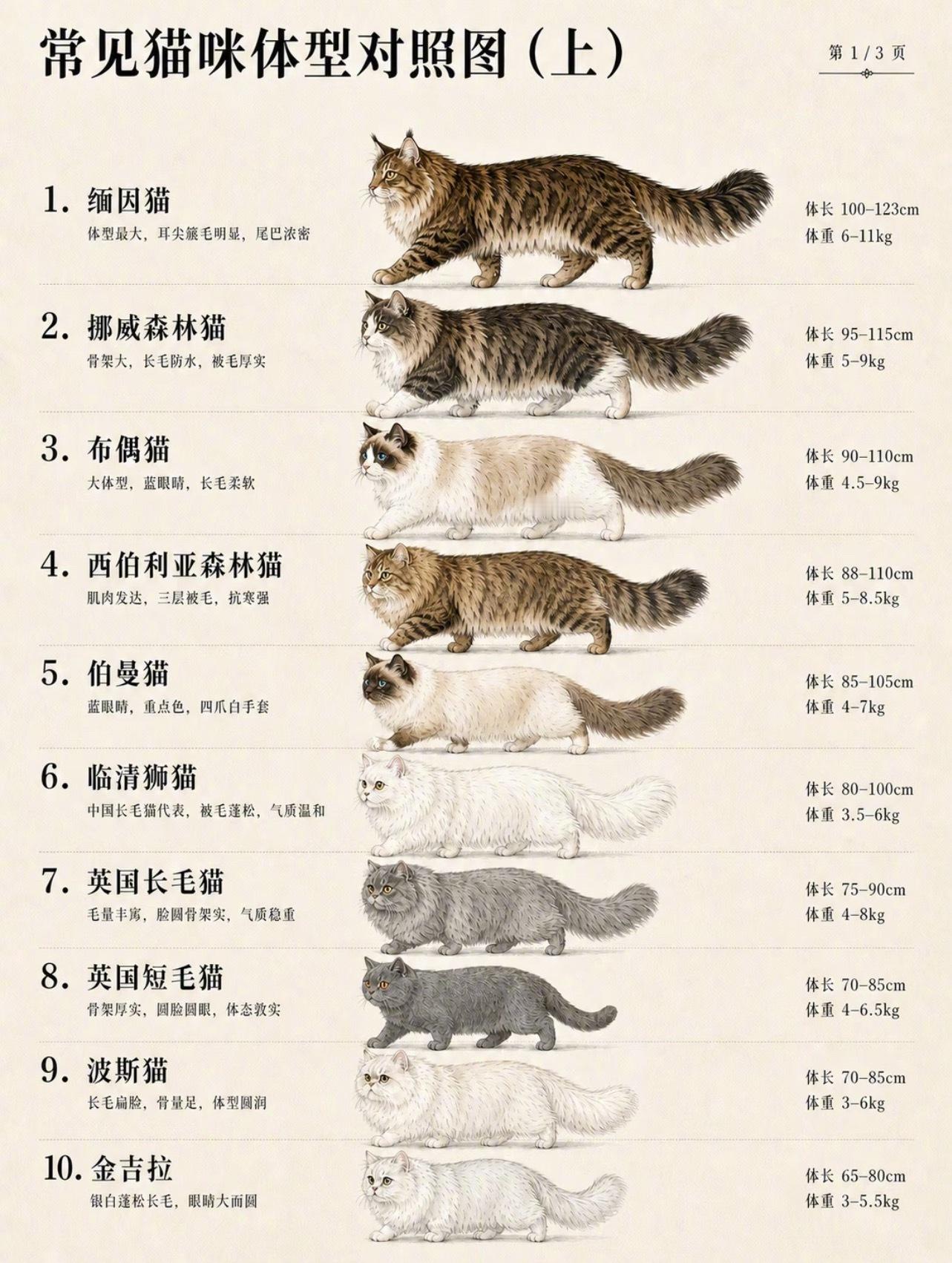 常见猫咪体型对照图