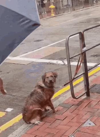 大雨天被主人遗弃的狗狗🥲，绳子拴在栏杆上，想去躲雨都不行也许，即便能够自