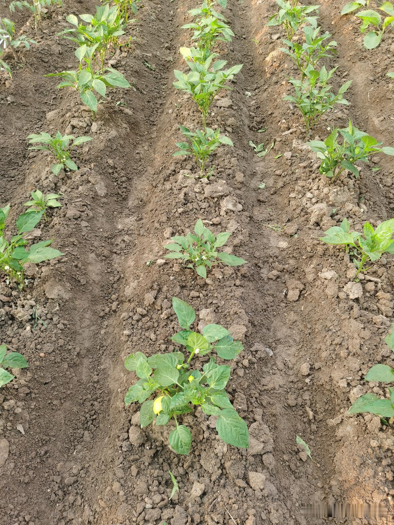种菜浇水有讲究,缓苗水你了解吗?刚栽完菜苗可千万别乱浇水，好多人种菜苗子活不长