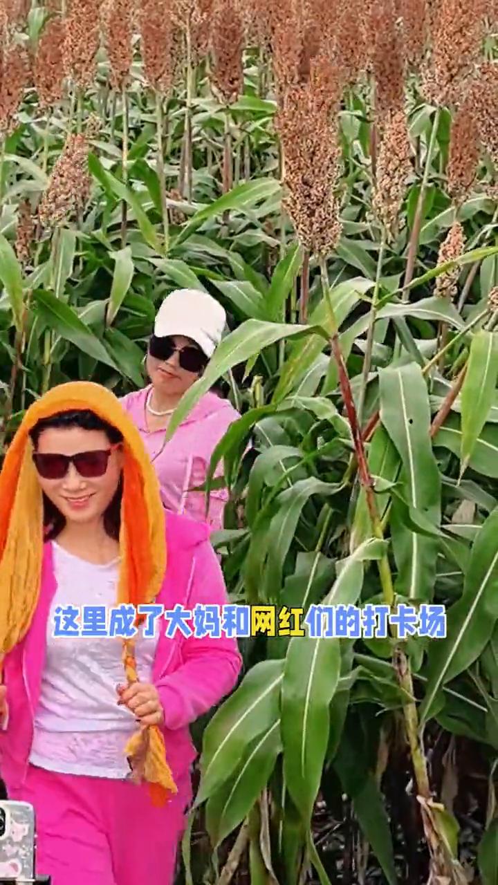 隋唐洛阳城遗址内的红高粱熟了。隋唐洛阳城定鼎门遗址内的红高粱熟了，这里成了大妈