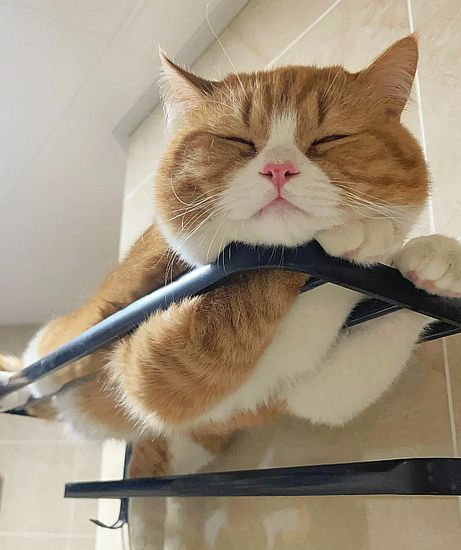 长的胖的好处就是，卡着不会掉下来[捂脸哭]我在蹲马桶，它在马桶上方睡觉，头大，还知