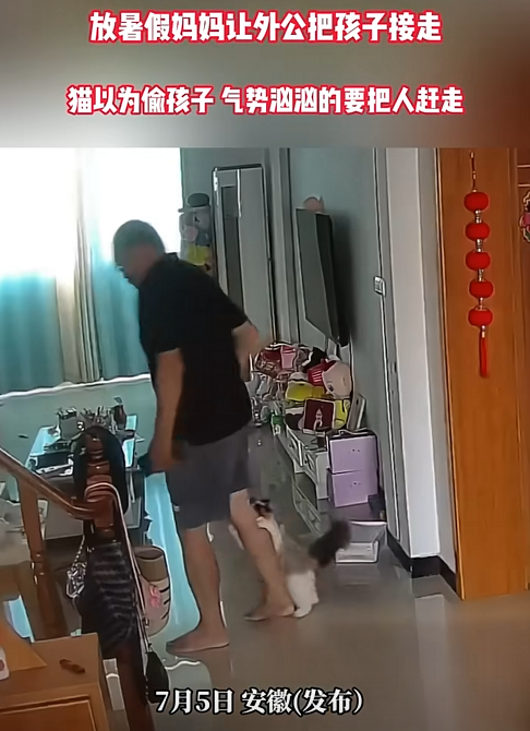 万物皆有灵！”安徽，一户人家的猫咪因为误会“陌生人”想带走小主人，直接冲上去护主