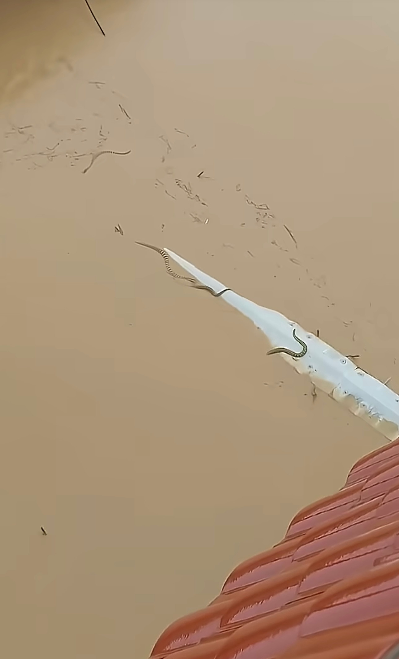 广西蛇场这真的很吓人，一定要注意安全啊，蛇还会游泳。