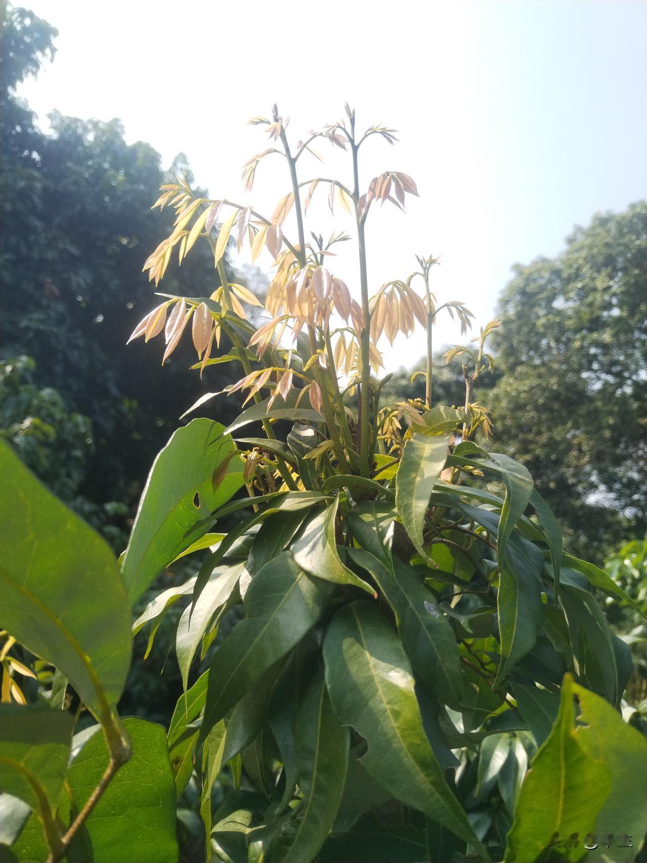 荔枝妃子笑控梢的最后一次博弈在荔枝种植中，控梢促花对妃子笑这一早熟易冲梢品种