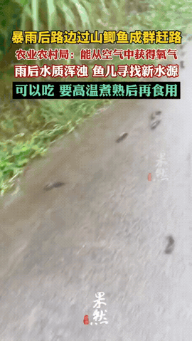 活久见！广西防城港，刚下完大雨，男子出门一看，发现村里的山路上密密麻麻的，竟然全