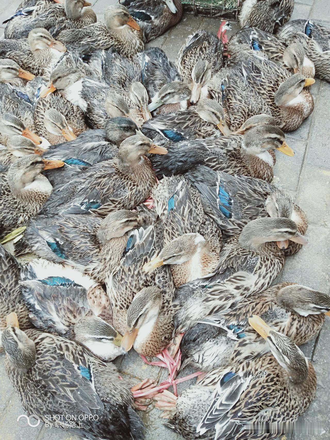 永州人除夕夜的团年饭，基本上都少不了永州血鸭这道菜。永州血鸭是