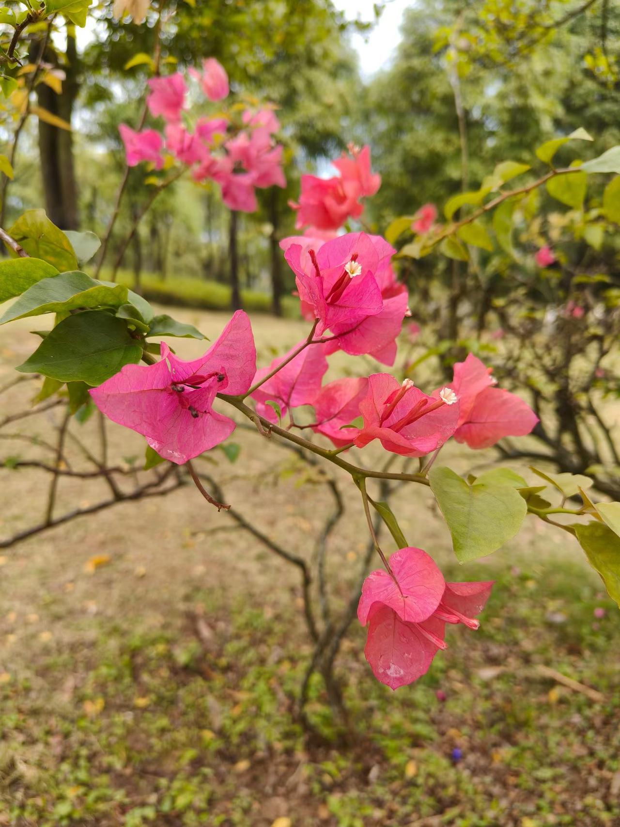 过敏性鼻炎患者暴增！中老年防敏攻略，快转给家人！家人们，春季过敏季来了！最新