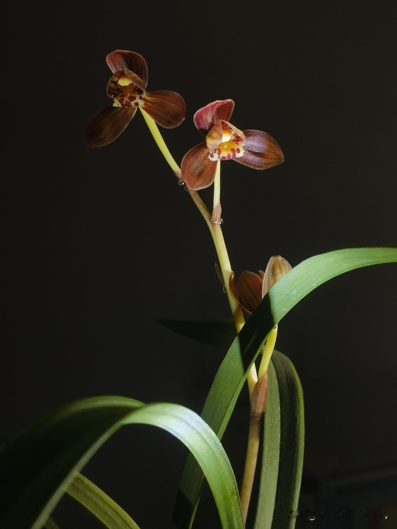 赏花，更想品尝一下兰花花蜜！仲春，养了两年多的丹宫玉荷初次开花，不多，就一花箭