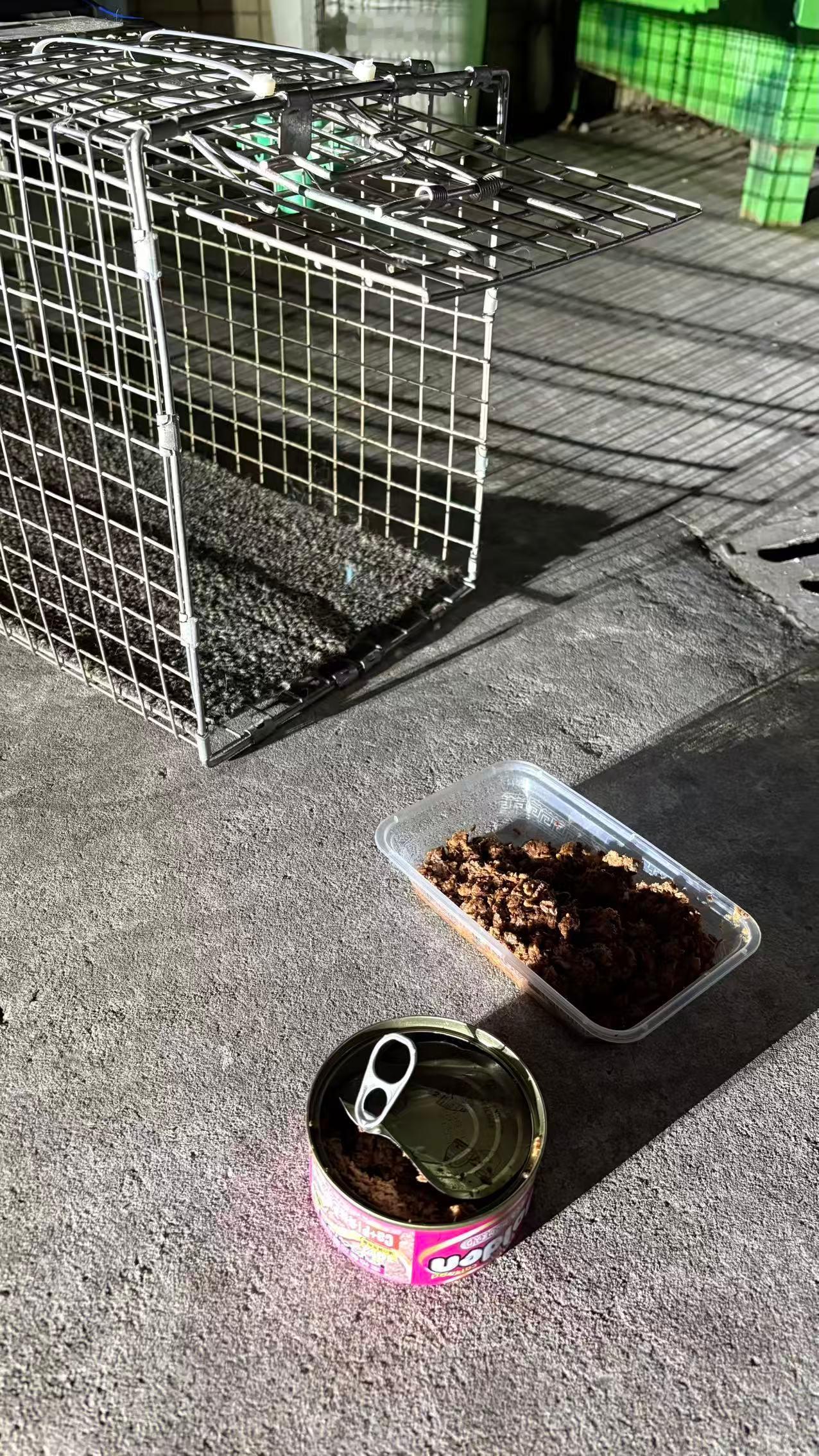 从来都没有人正眼看我，我还以为像我们这样的流浪猫已经被世界遗忘了呢！流浪猫深圳