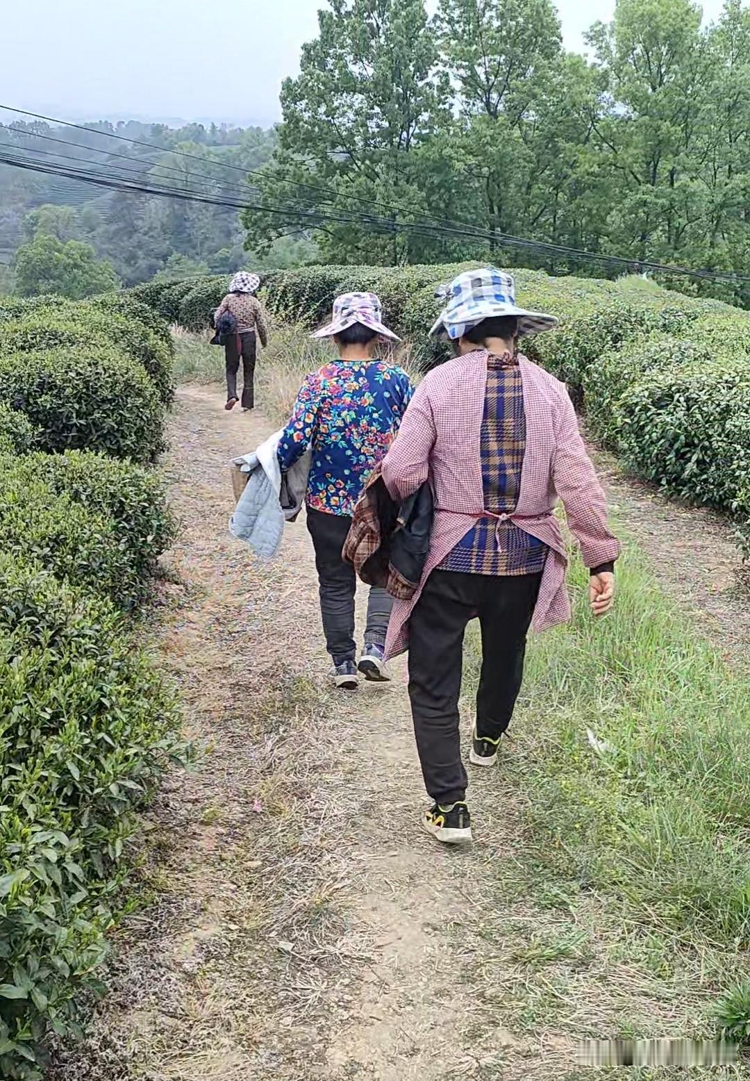 我在山区采茶的日子，信阳毛尖采茶工人和茶农老板，都各自站在自己的立场，算计自己