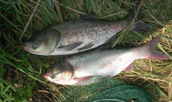 长江实行“禁渔”政策后，大家可能会好奇，为什么我们的餐桌上依然有丰富的鱼类呢？其