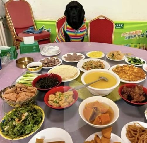 给狗子摆席带狗上餐厅黑狗脸