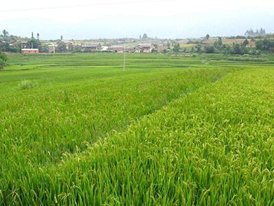 关于中亚9000年前开始种植小麦的说法，近年来的研究提出了一些新的观点，促使我们