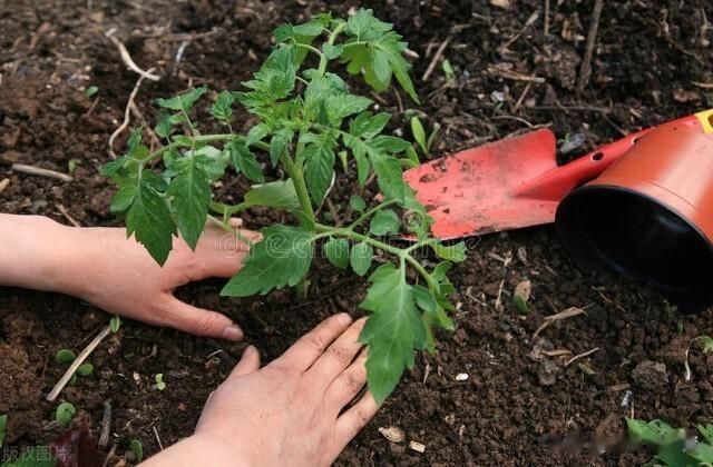 移栽西红柿、茄子、辣椒等蔬菜, 牢记五不栽, 要不缓苗慢还长不好