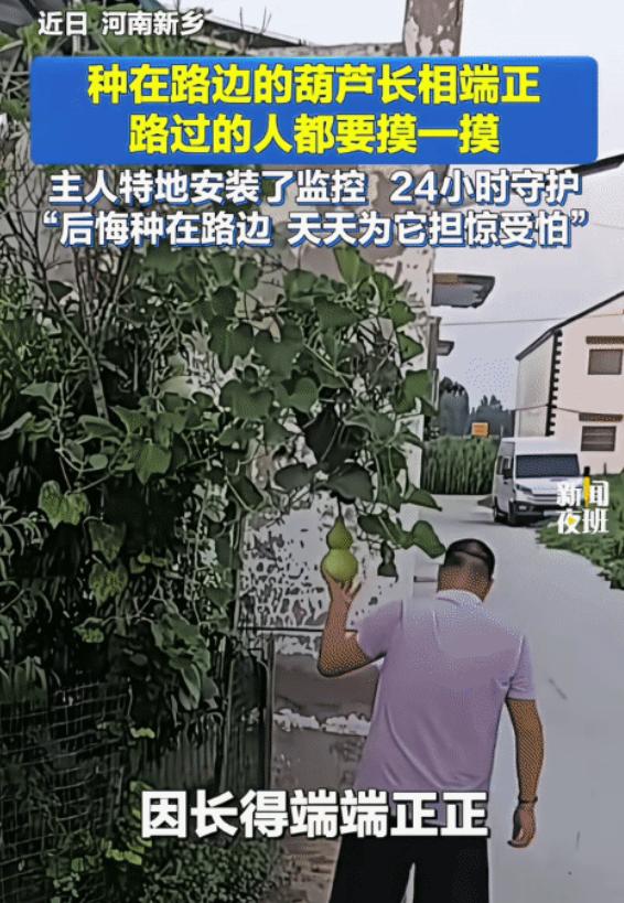 “笑不活了！”河南新乡，男子在路边种的葫芦结果了。没想到，小葫芦因长相端正，路过