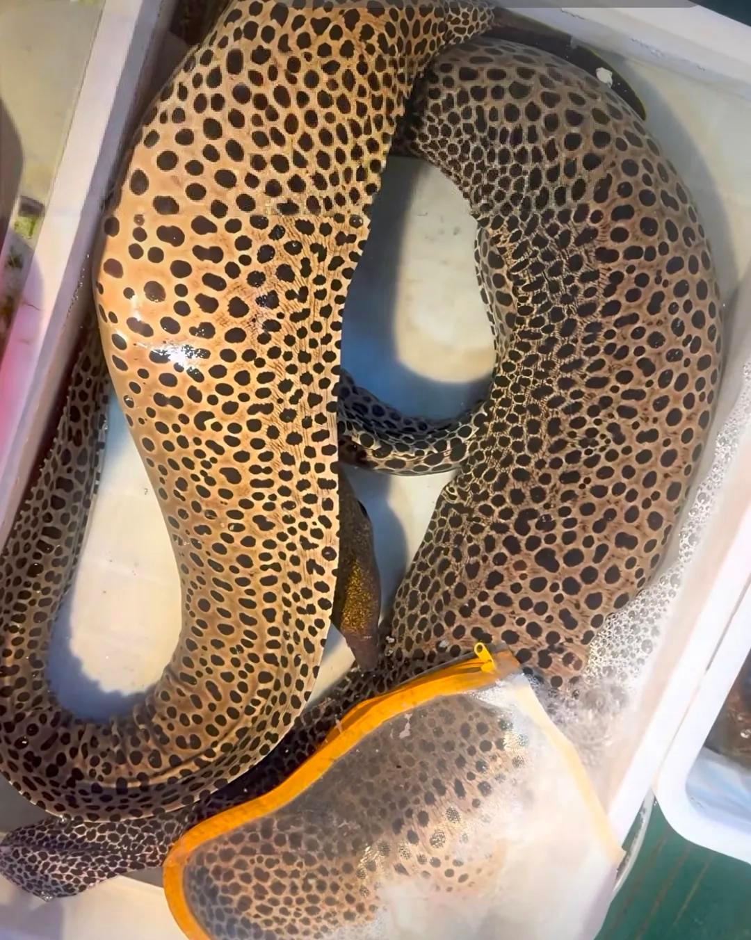 湛江海边出怪事了，一斤卖到120元还得排队抢！渔民大哥起网捞上来一堆“黄金粒”