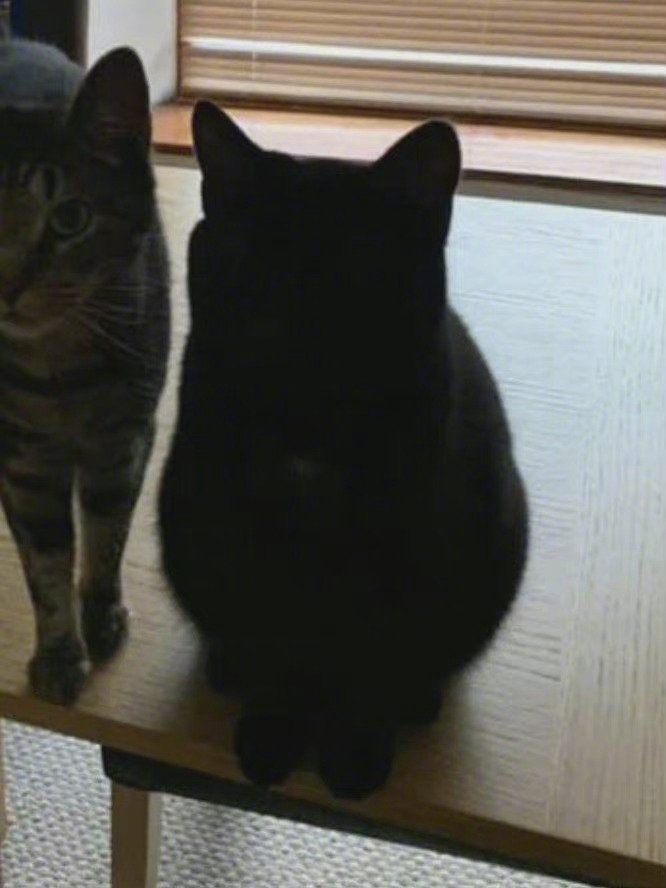 黑猫拍照多少有点尴尬……