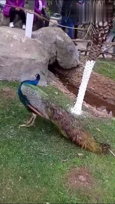 赵默--- 伞下又是一个雨天(孔雀廊)_土豆视频