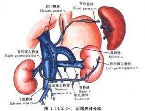 聊聊中医里的脾肾关系