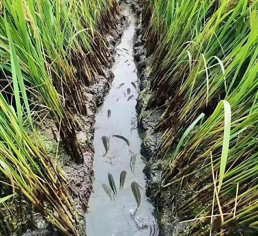 稻花鱼不仅不能提高水稻的产量，反而还减产，而且减产严重。首先是种水稻的面积缩